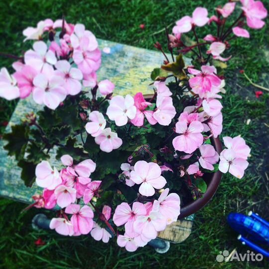 Герань (пеларгония)