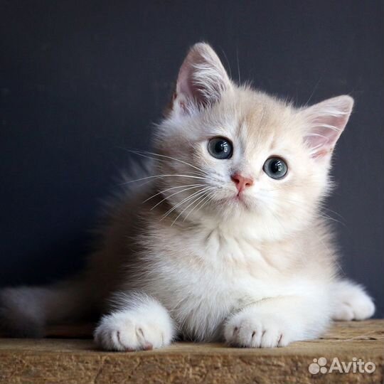 Британская шиншилла лиловая - мальчик