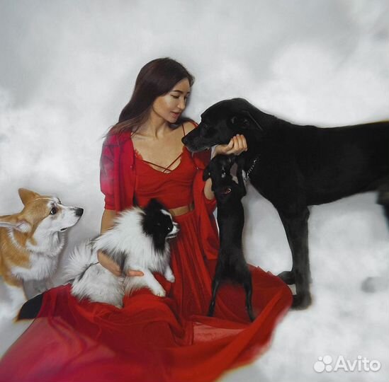 Зоопсихолог, кинолог, передержка, выезд/онлайн