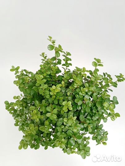 Комнатное растение Мирсина