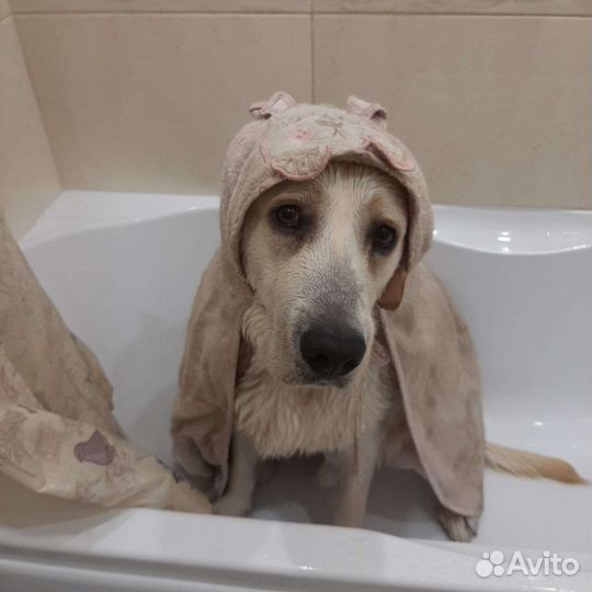Отдам в добрые руки лабрадора