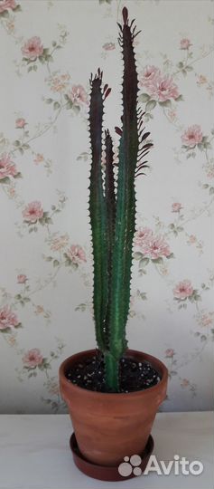 Молочай трехгранный