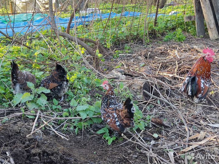 Бентамка ситцевая, Павловская белая.Яйцо и цыплята