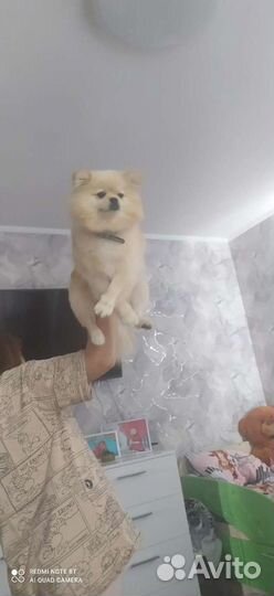 Немецкий шпиц вязка