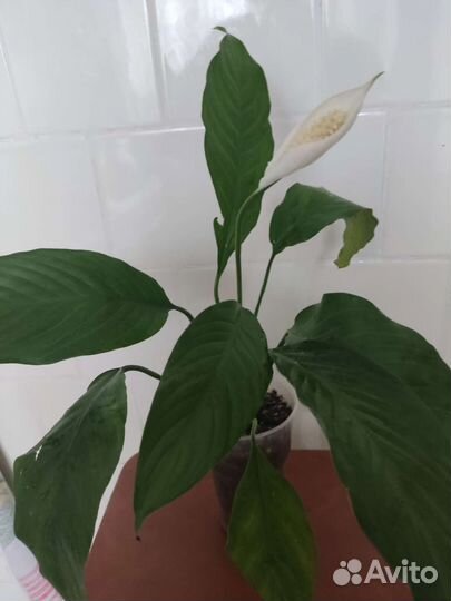 Спатифиллум, монстера