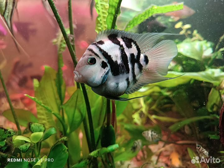 Аквариумные рыбки