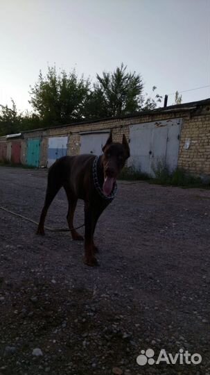 Выгул и дрессировка собак