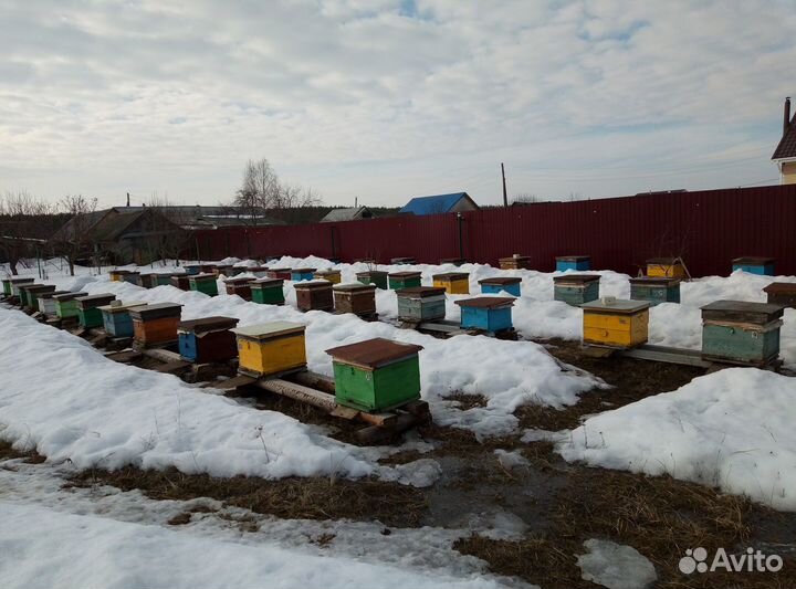 Пчелы улья пасека