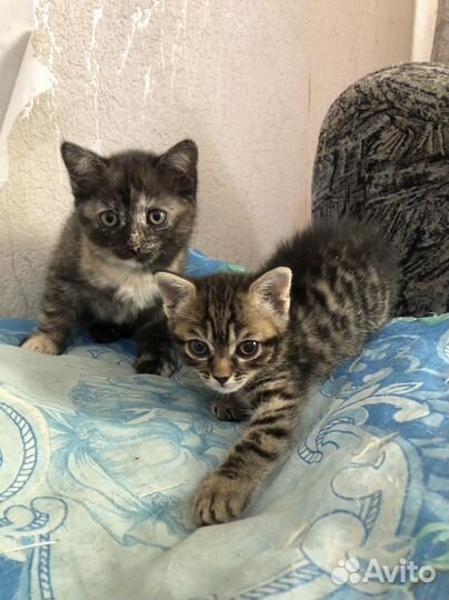 Кошечки в добрые руки
