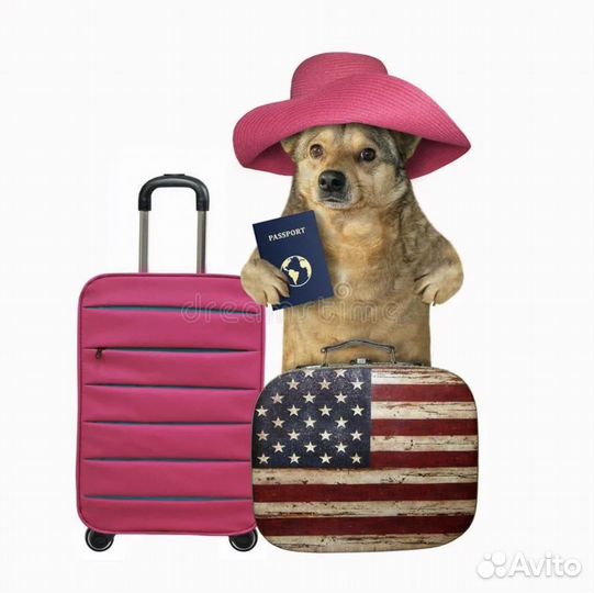 Справки для животных на выезд,вет паспорт,титры