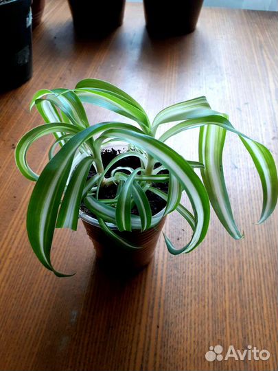 Хлорофитум кудрявый вариегатный