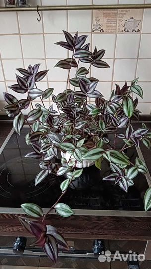 Традесканция зебрина, хлорофитум 200 и отростки