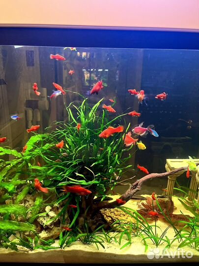 Аквариумные рыбки меченосцы