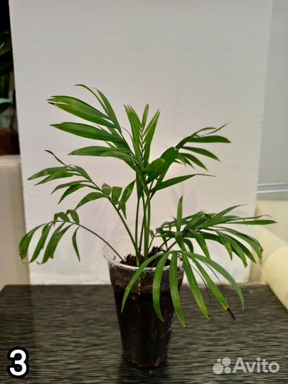 Хамедорея элеганс