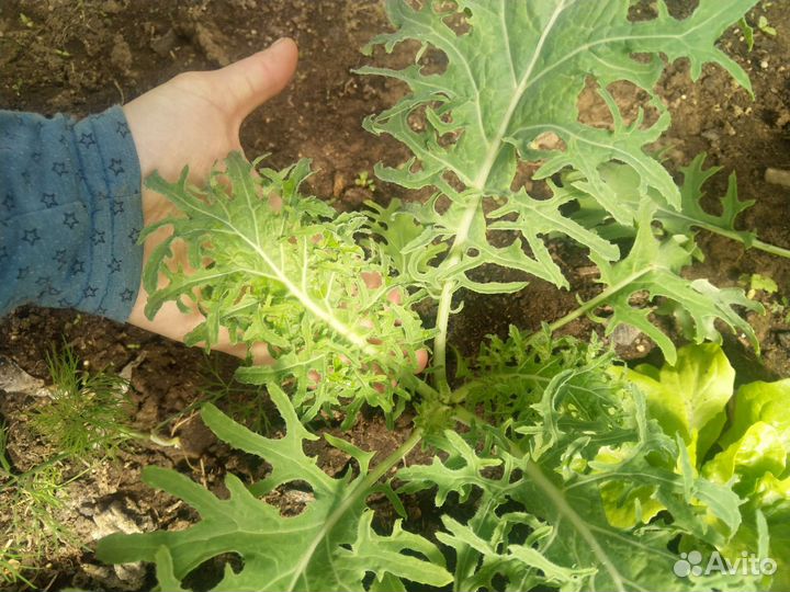 Семена листовой капусты Кейл(Кале) Органик