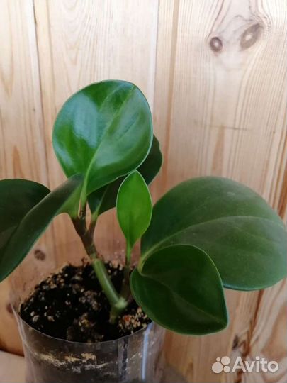 Пеперомия туполистная