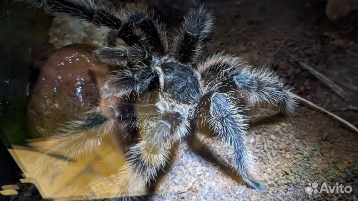 Паук птицеед,самец Lasiodora parahybana