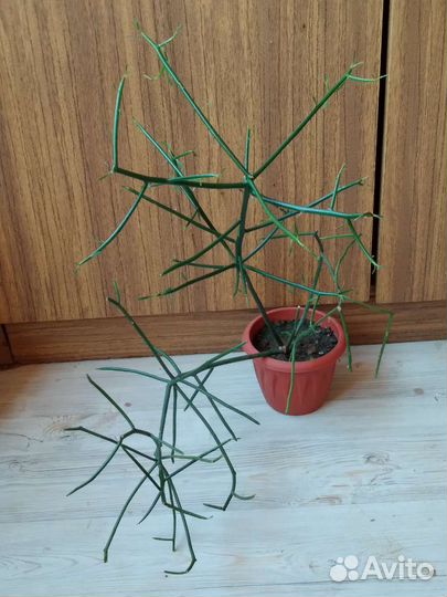 Лимон из косточки