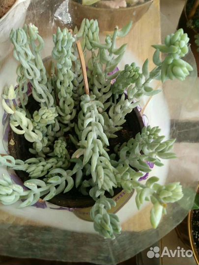 Очиток Моргана