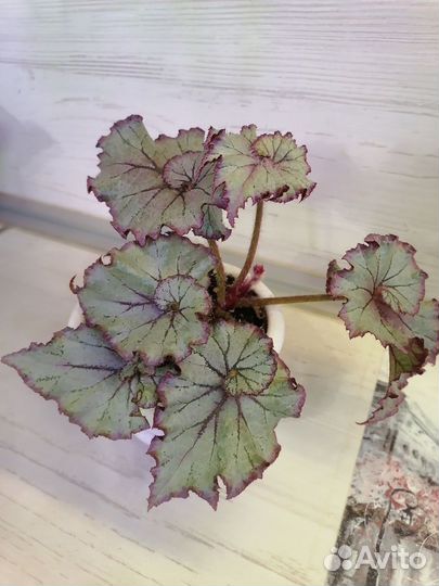 Комнатные цветы (16.03.24 обнавлен)