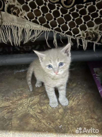 Котята в добрые руки даром бесплатно