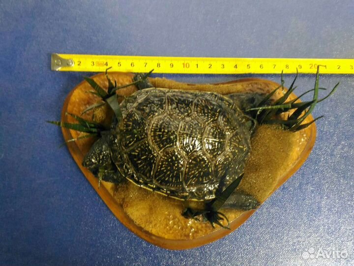 Чучело черепахи композиция сувенир