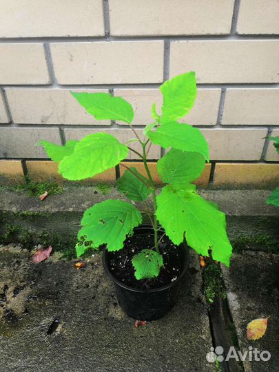 Гортензия древовидная анабель