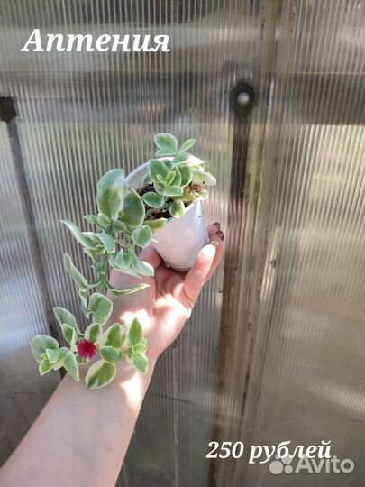 Аптения, плющ, традесканция, крестовник, пилея