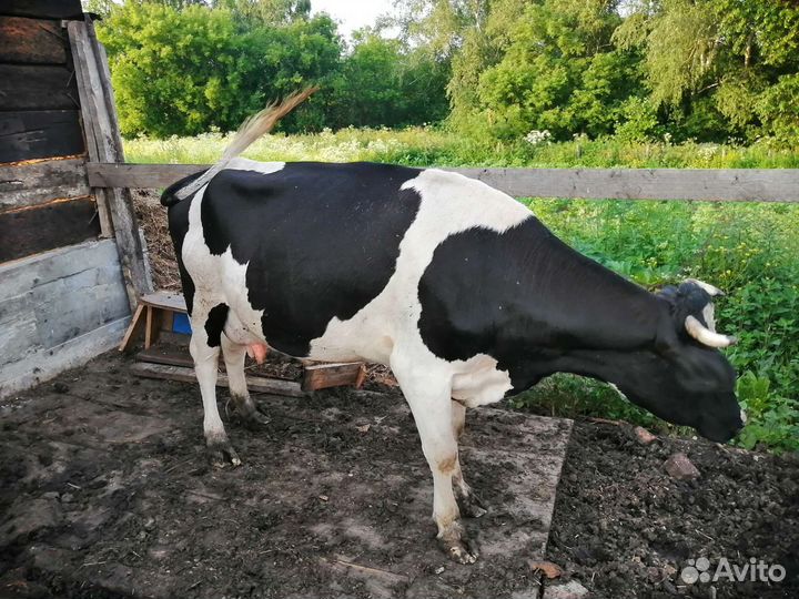 Корова дойная