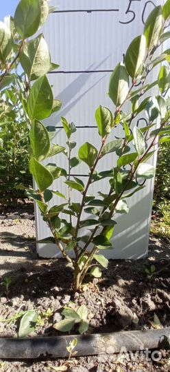 Кизильник блестящий