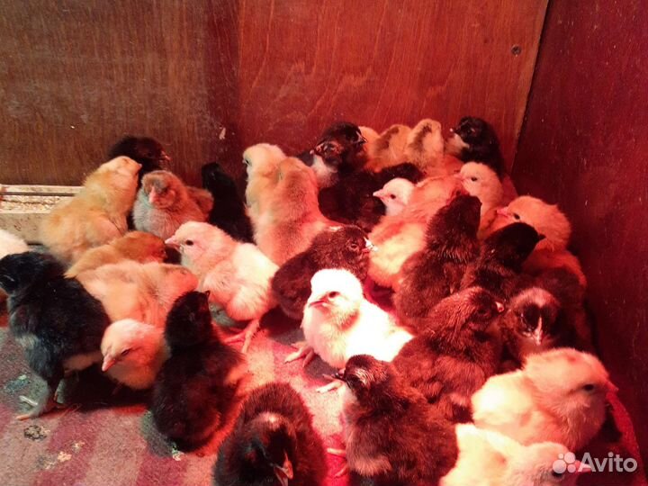 Цыплята