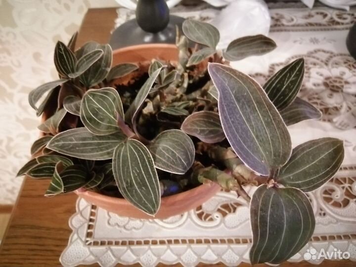 Лудисия двуцветная