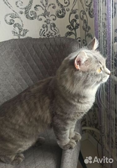 Сибирский котик