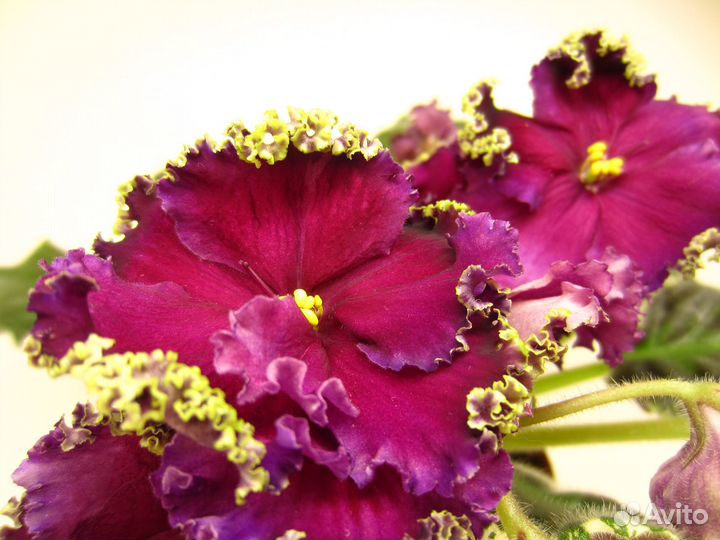 Фиалки сортовые (наборы)