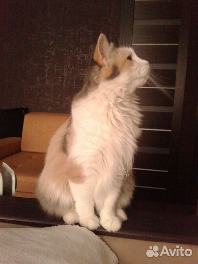 Трехцветная кошка Боня