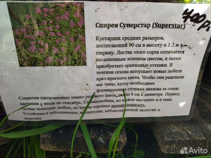 Спирея в ассортименте