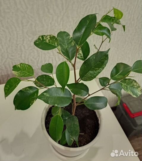 Замиокулькас лонглив, фикус бенж лирата пиперомия