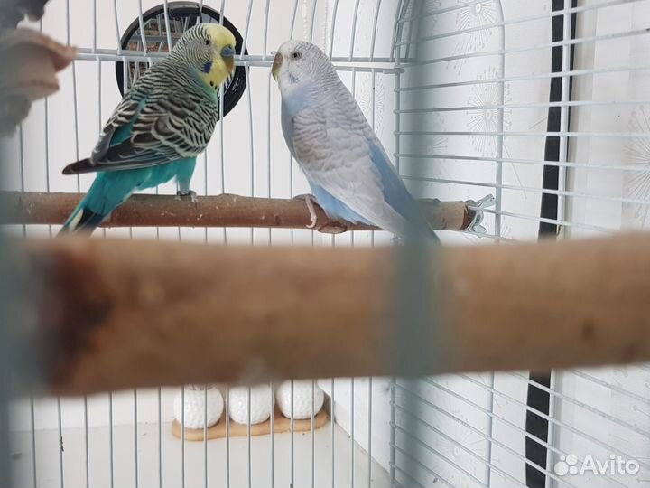 Парочка попугаев