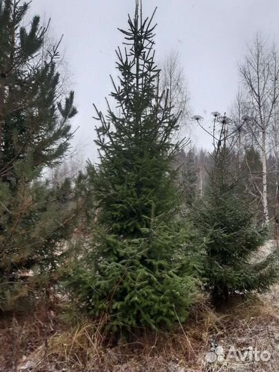 Пихта Сибирская