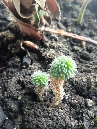 Седум мультисепт sedum multicept суккулент