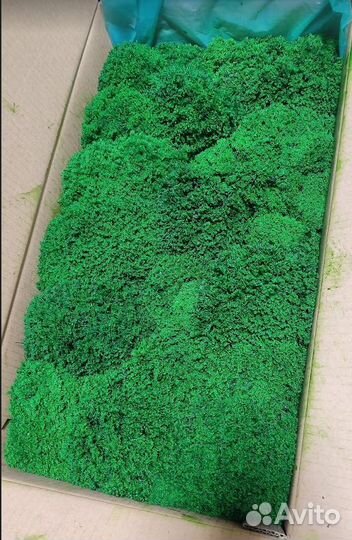 Яркий сочный мох для декора стен