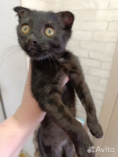 Котята в добрые руки приучены к лотку