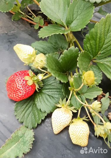 Рассада ремонтантной клубники