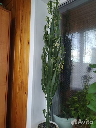 Продам малочай. Высокий