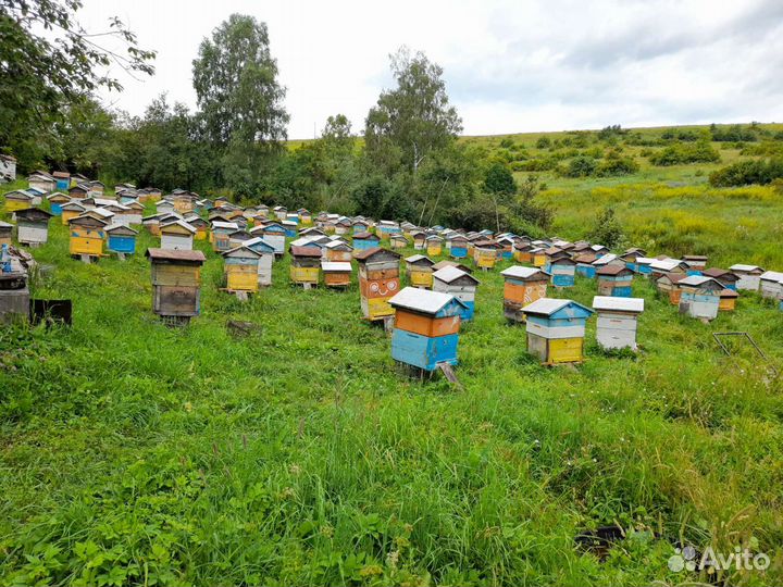 Продам пчёл