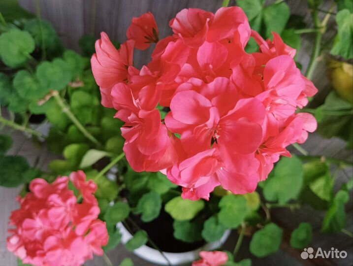 Комнатные цветы