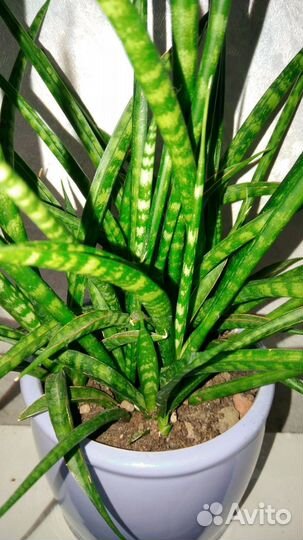 Сансевиерия цилиндрика