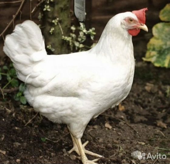 Куры несушки породы леггорн