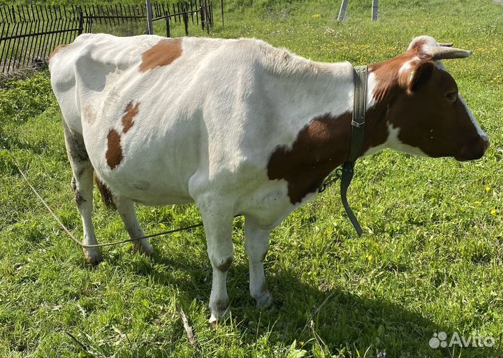 Продам коров