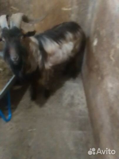 Продается козёл